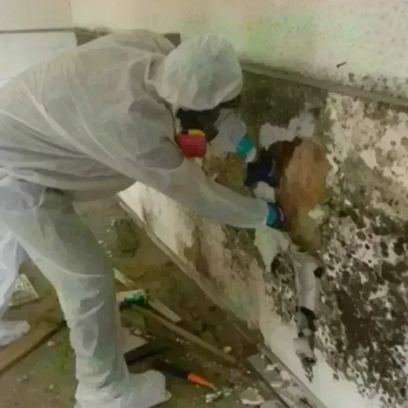 Mold Remediation and Removal in Mechanicsville, MD